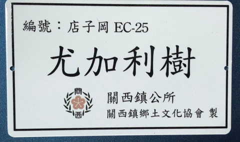 解說牌-尤加利樹