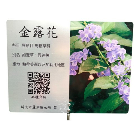 解說牌-金露花
