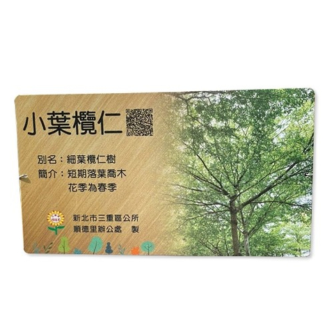 解說牌-小葉欖仁