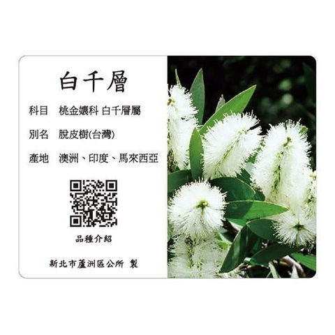 解說牌-白千層