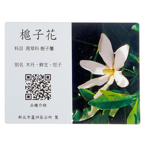 解說牌-梔子花