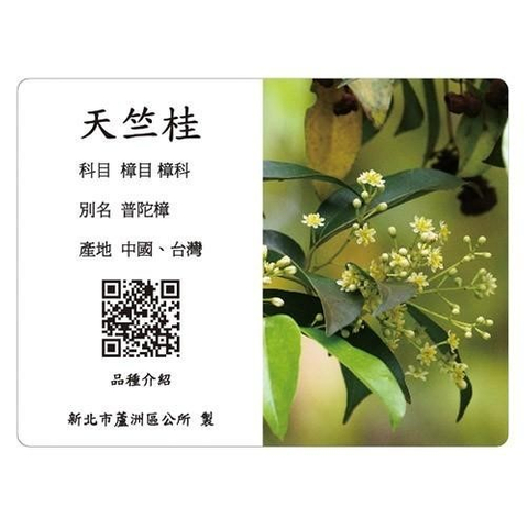 解說牌-天竺桂