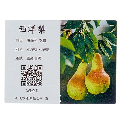 解說牌-西洋梨