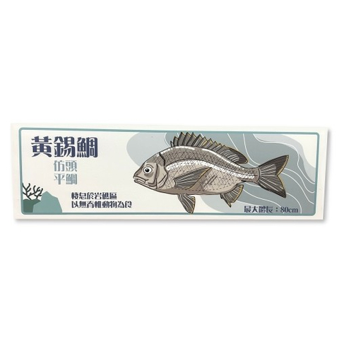 黃錫鯛-魚類辨識解說牌