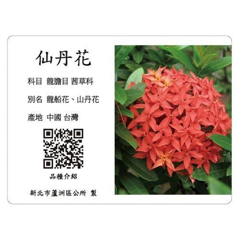 解說牌-仙丹花