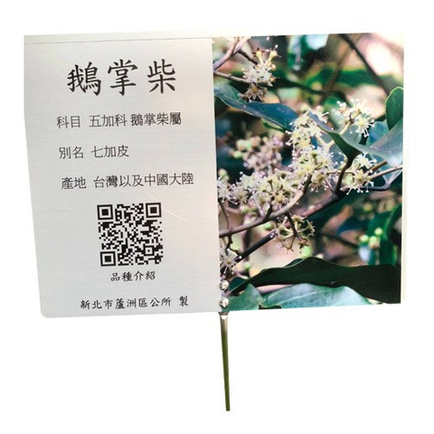 解說牌-鵝掌柴