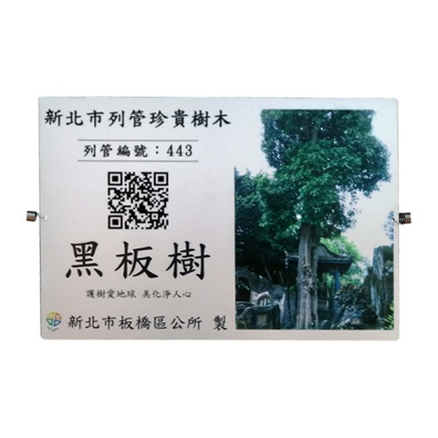 認養銘版推廣護黑板樹-1