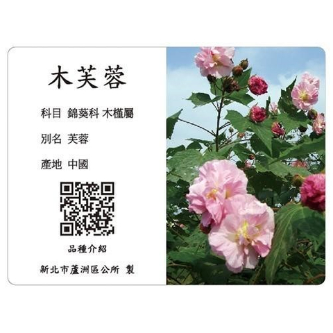 解說牌-木芙蓉
