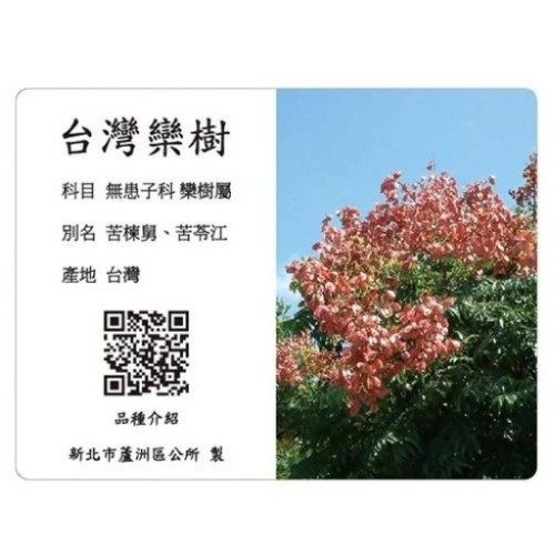 解說牌-台灣欒樹