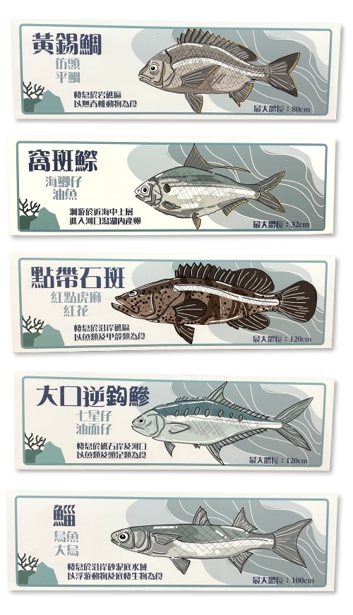 窩斑鰶-魚類辨識, 窩斑鰶-魚類辨識供應, 窩斑鰶-魚類辨識生產