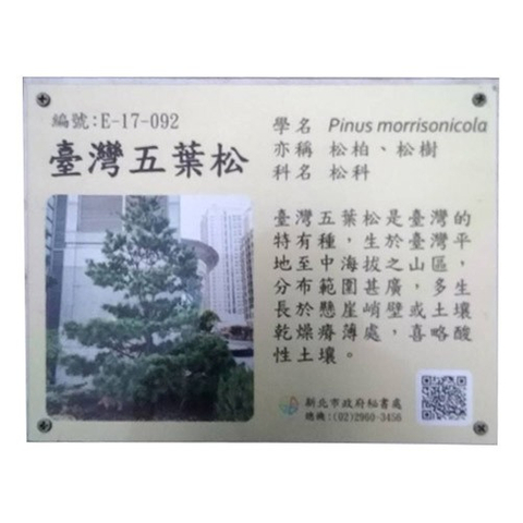 解說牌-台灣五葉松