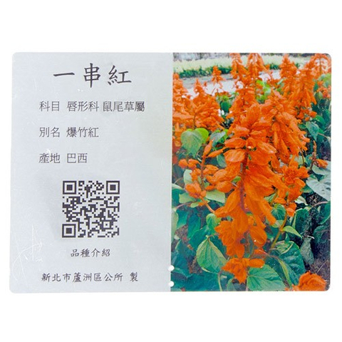 解說牌-一串紅