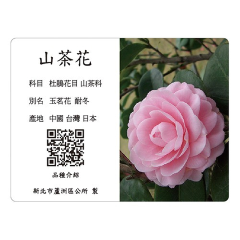 解說牌-山茶花