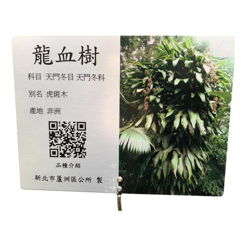 解說牌-龍血樹