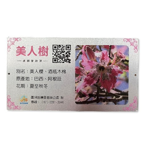 解说牌-美人树