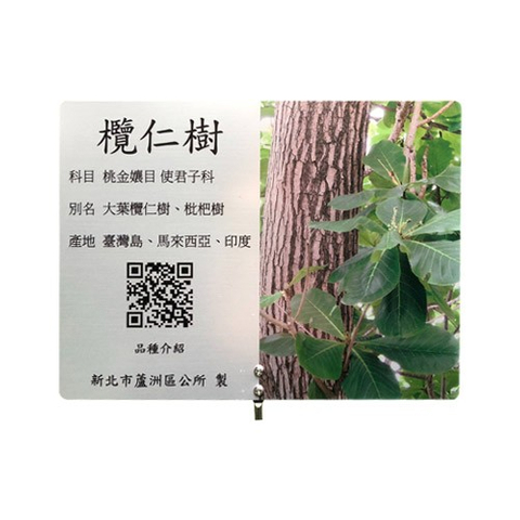解說牌-欖仁樹
