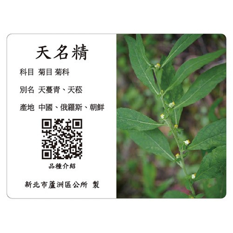 解說牌-天名精