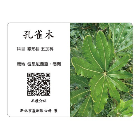 解說牌-孔雀木