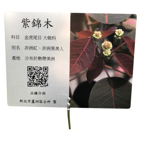 解說牌-紫棉木