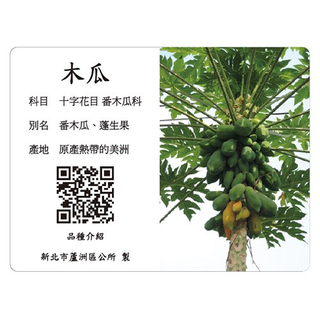 解說牌-木瓜