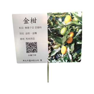 解说牌-金柑
