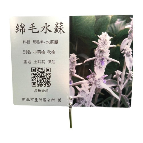 解說牌-棉毛水蘇
